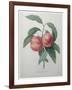 Peaches-Pierre-Joseph Redoute-Framed Art Print