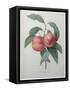 Peaches-Pierre-Joseph Redoute-Framed Stretched Canvas