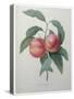 Peaches-Pierre-Joseph Redoute-Stretched Canvas