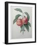 Peaches-Pierre-Joseph Redoute-Framed Art Print