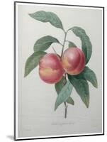 Peaches-Pierre-Joseph Redoute-Mounted Art Print