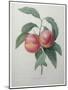 Peaches-Pierre-Joseph Redoute-Mounted Art Print