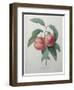 Peaches-Pierre-Joseph Redoute-Framed Art Print