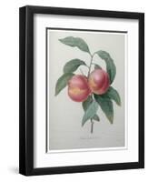 Peaches-Pierre-Joseph Redoute-Framed Art Print