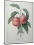 Peaches-Pierre-Joseph Redoute-Mounted Art Print