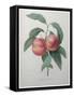Peaches-Pierre-Joseph Redoute-Framed Stretched Canvas