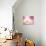 Peachy Keen (magenta)-Carolyn Cochrane-Photographic Print displayed on a wall