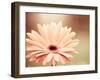 Peachy Keen (tan)-Carolyn Cochrane-Framed Photographic Print