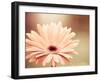 Peachy Keen (tan)-Carolyn Cochrane-Framed Photographic Print