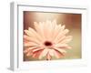 Peachy Keen (tan)-Carolyn Cochrane-Framed Photographic Print