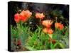 Peachy Poppies painting-Helen White-Stretched Canvas
