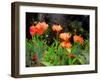 Peachy Poppies painting-Helen White-Framed Giclee Print