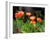 Peachy Poppies painting-Helen White-Framed Giclee Print