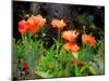 Peachy Poppies painting-Helen White-Mounted Giclee Print