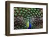 Peacoack with expanded feather tail-Charles Bowman-Framed Premium Photographic Print