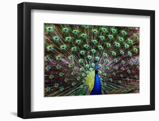 Peacoack with expanded feather tail-Charles Bowman-Framed Premium Photographic Print