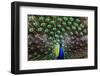 Peacoack with expanded feather tail-Charles Bowman-Framed Premium Photographic Print