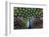 Peacoack with expanded feather tail-Charles Bowman-Framed Premium Photographic Print