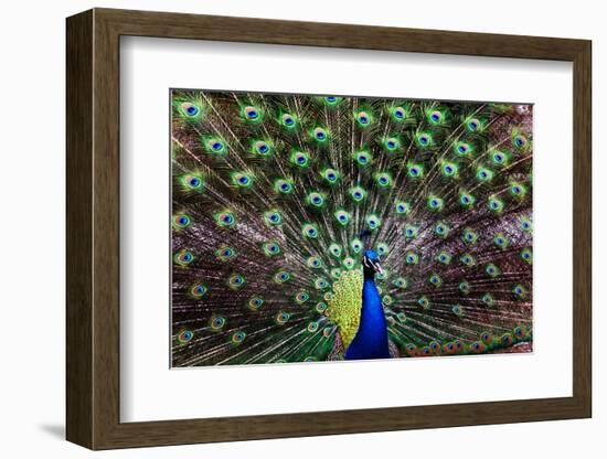 Peacoack with expanded feather tail-Charles Bowman-Framed Photographic Print
