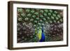 Peacoack with expanded feather tail-Charles Bowman-Framed Photographic Print