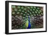 Peacoack with expanded feather tail-Charles Bowman-Framed Photographic Print