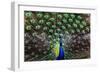 Peacoack with expanded feather tail-Charles Bowman-Framed Photographic Print