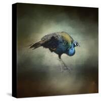 Peacock 10-Jai Johnson-Stretched Canvas