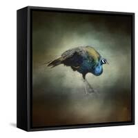 Peacock 10-Jai Johnson-Framed Stretched Canvas