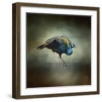 Peacock 10-Jai Johnson-Framed Giclee Print