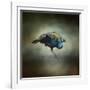 Peacock 10-Jai Johnson-Framed Giclee Print