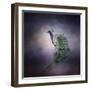 Peacock 11-Jai Johnson-Framed Premium Giclee Print