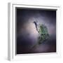 Peacock 11-Jai Johnson-Framed Premium Giclee Print