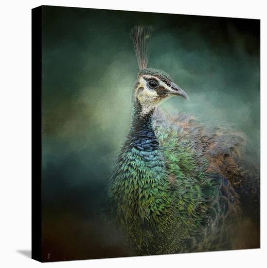 Peacock 12-Jai Johnson-Stretched Canvas