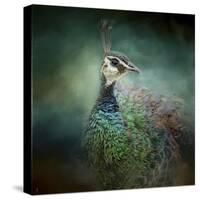 Peacock 12-Jai Johnson-Stretched Canvas