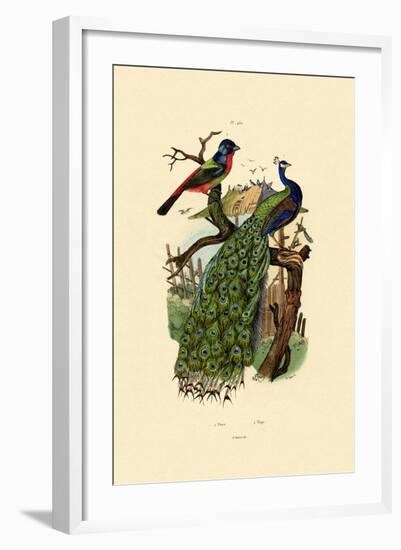 Peacock, 1833-39-null-Framed Giclee Print