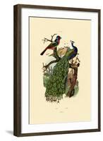 Peacock, 1833-39-null-Framed Giclee Print