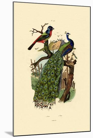 Peacock, 1833-39-null-Mounted Giclee Print