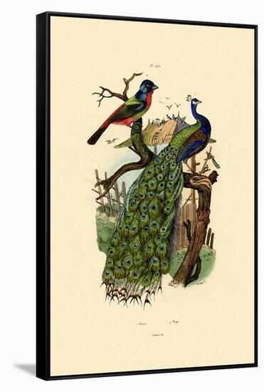 Peacock, 1833-39-null-Framed Stretched Canvas