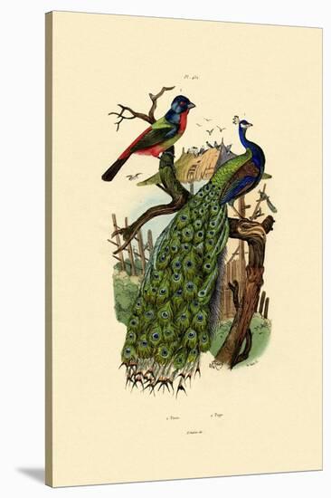 Peacock, 1833-39-null-Stretched Canvas