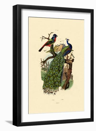 Peacock, 1833-39-null-Framed Giclee Print