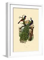 Peacock, 1833-39-null-Framed Giclee Print