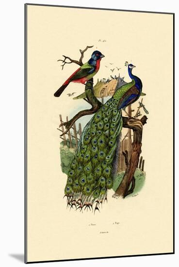 Peacock, 1833-39-null-Mounted Giclee Print