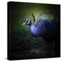 Peacock 1-Jai Johnson-Stretched Canvas