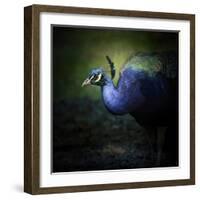 Peacock 1-Jai Johnson-Framed Giclee Print