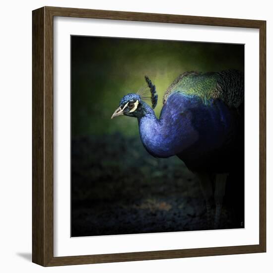 Peacock 1-Jai Johnson-Framed Giclee Print