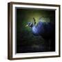 Peacock 1-Jai Johnson-Framed Giclee Print