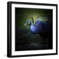 Peacock 1-Jai Johnson-Framed Giclee Print