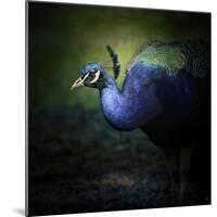 Peacock 1-Jai Johnson-Mounted Giclee Print