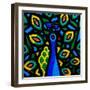 Peacock 2-John Nolan-Framed Giclee Print