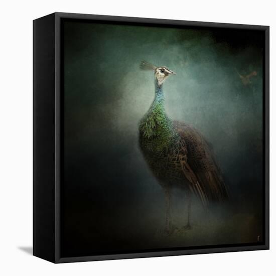 Peacock 2-Jai Johnson-Framed Stretched Canvas